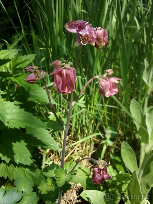 Orlíček - semena, odkopky - mix barev