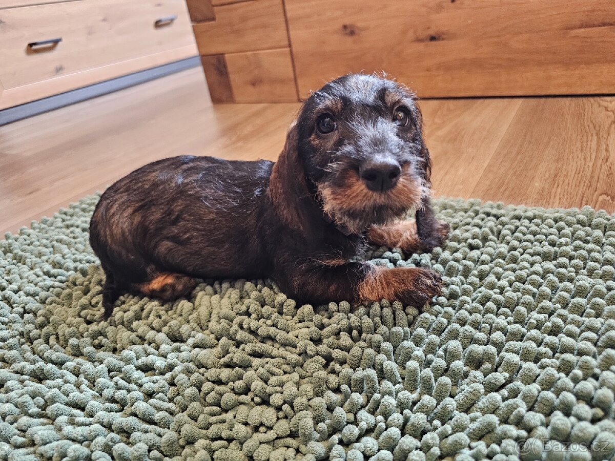 Jezevčík drsnosrstý standard POSLEDNÍ VOLNÝ PEJSEK