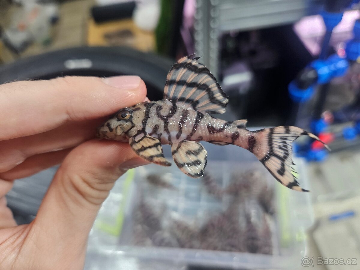 L 236 Creme - odchov