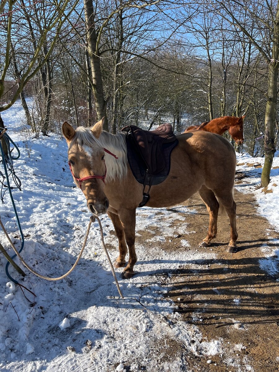 My Chex Roayal Lady po El Chex palomino