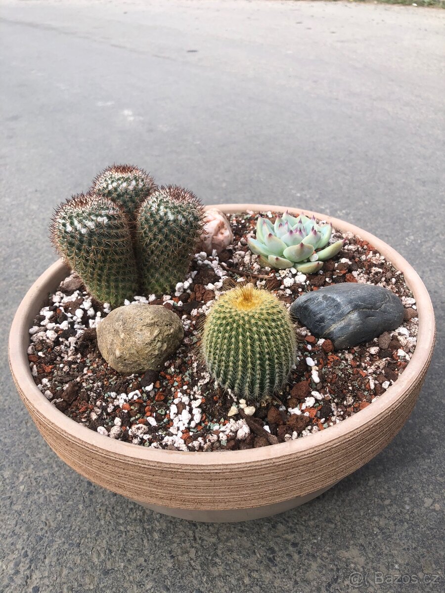 Cactus v misce