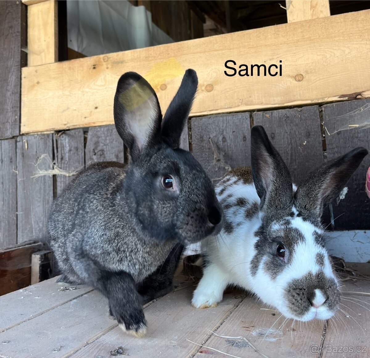 Králíci Vmš x Kal