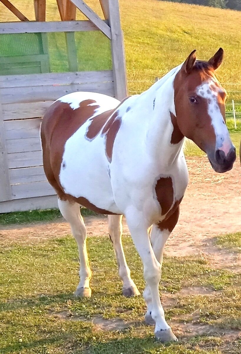 Ježdění
