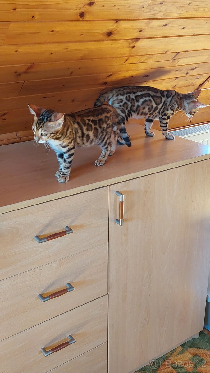 Bengalská koťátka s PP