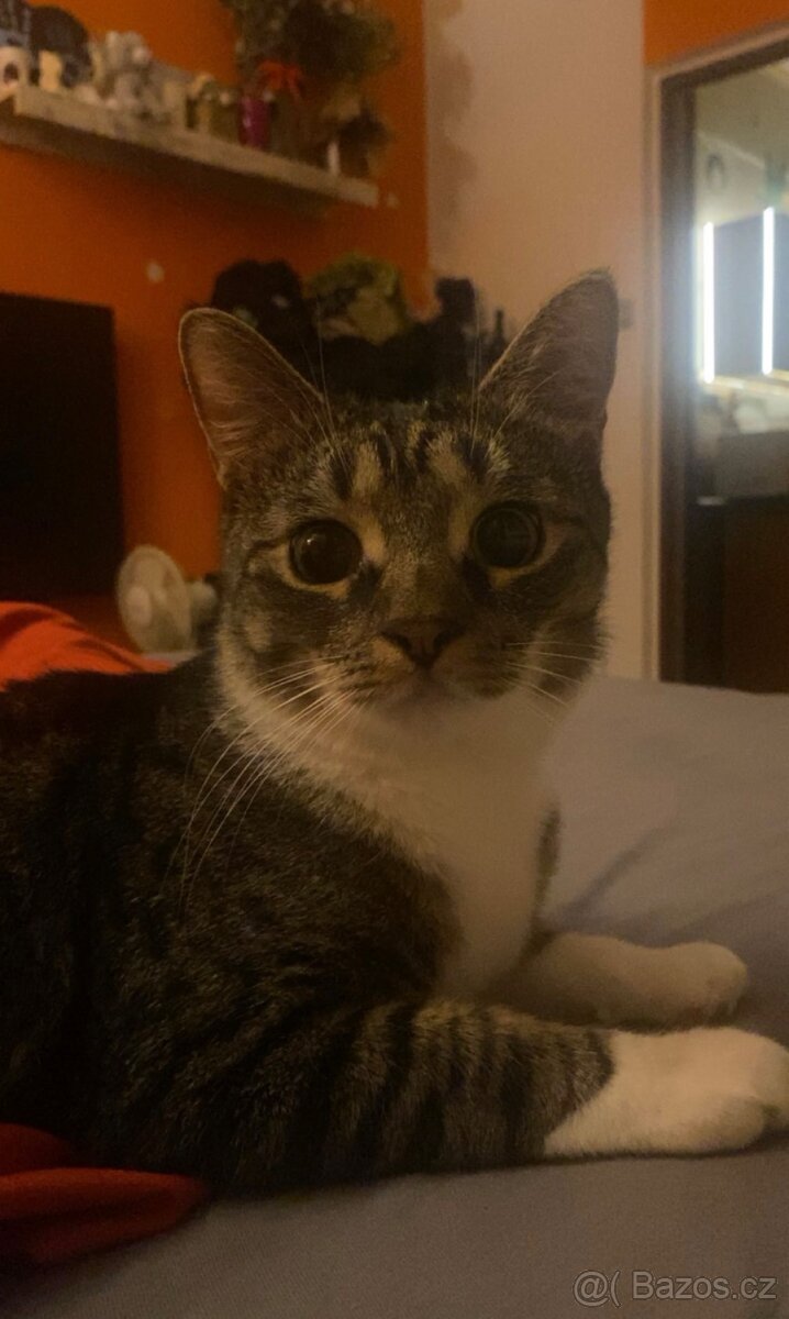 daruji kastrovaného kocoura