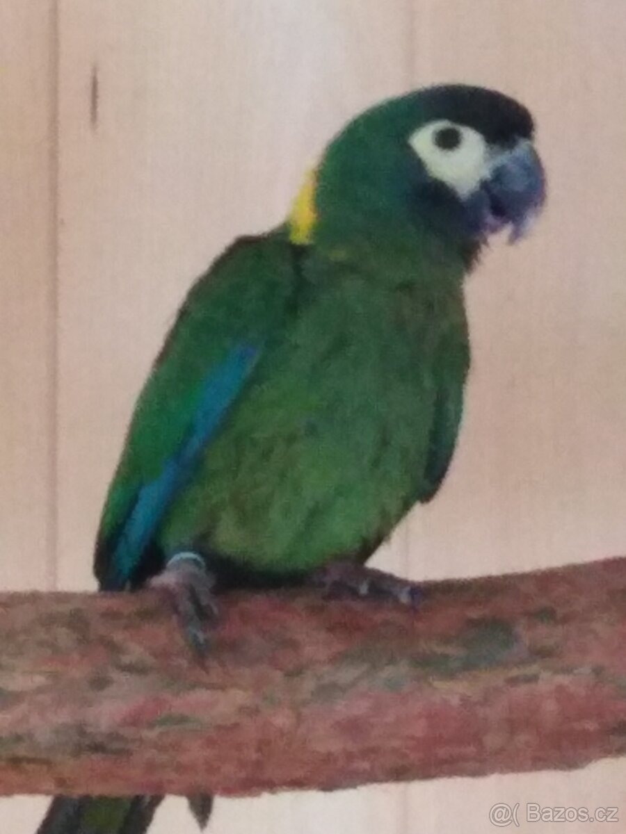 Koupím Ara žlutokrký