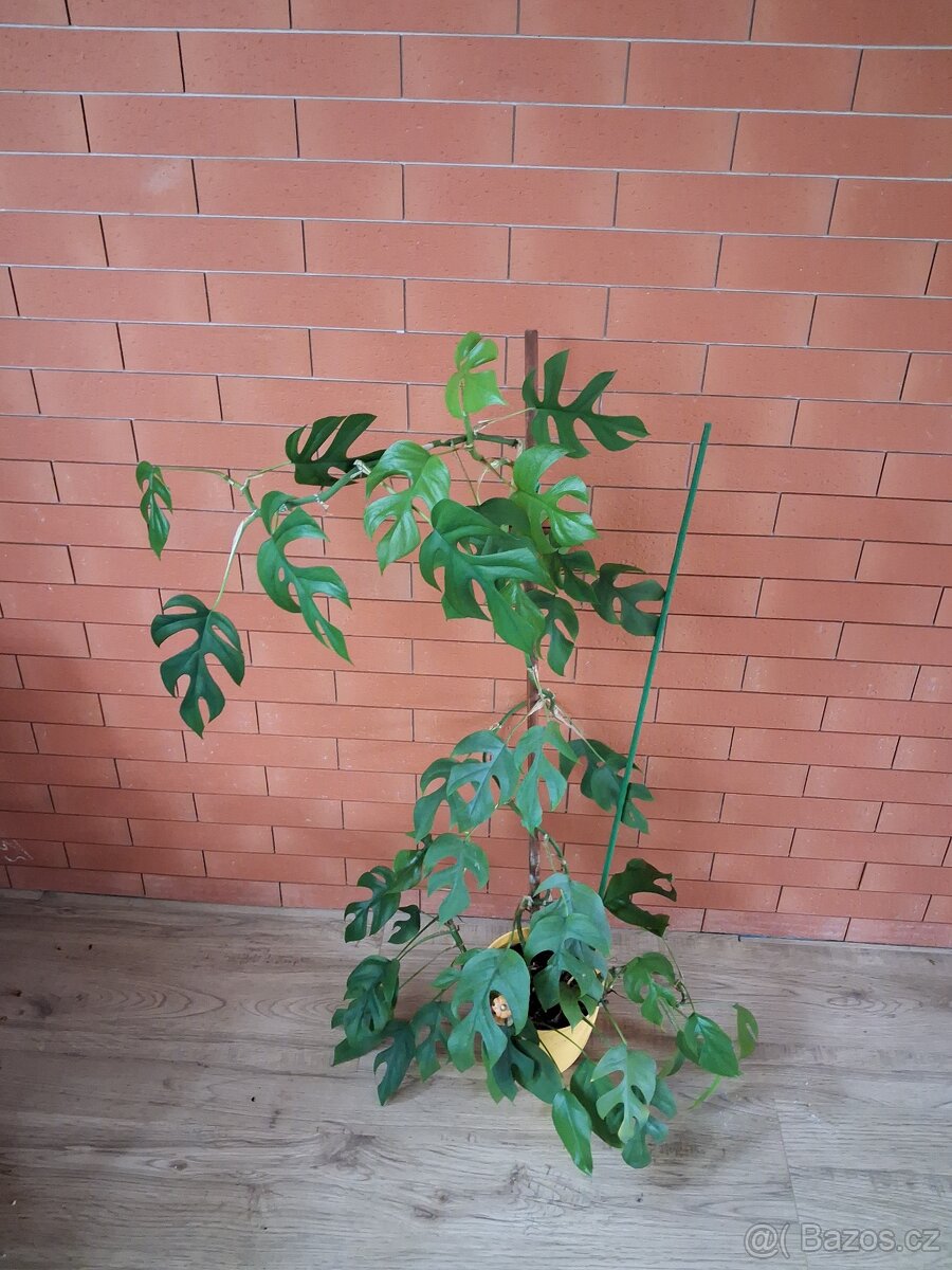 Monstera