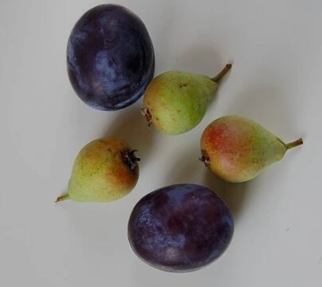 Slivovice a hruskovice