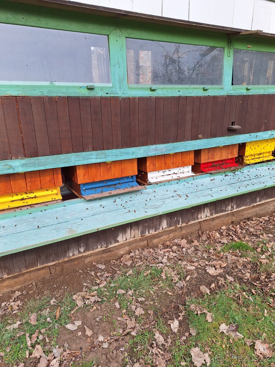 Vyzimovaná včelstva