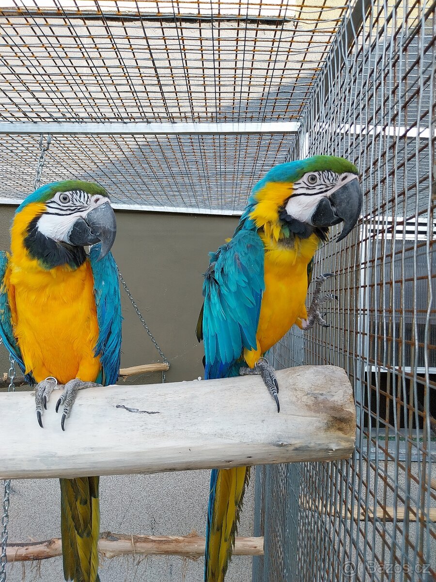 Ara ararauna