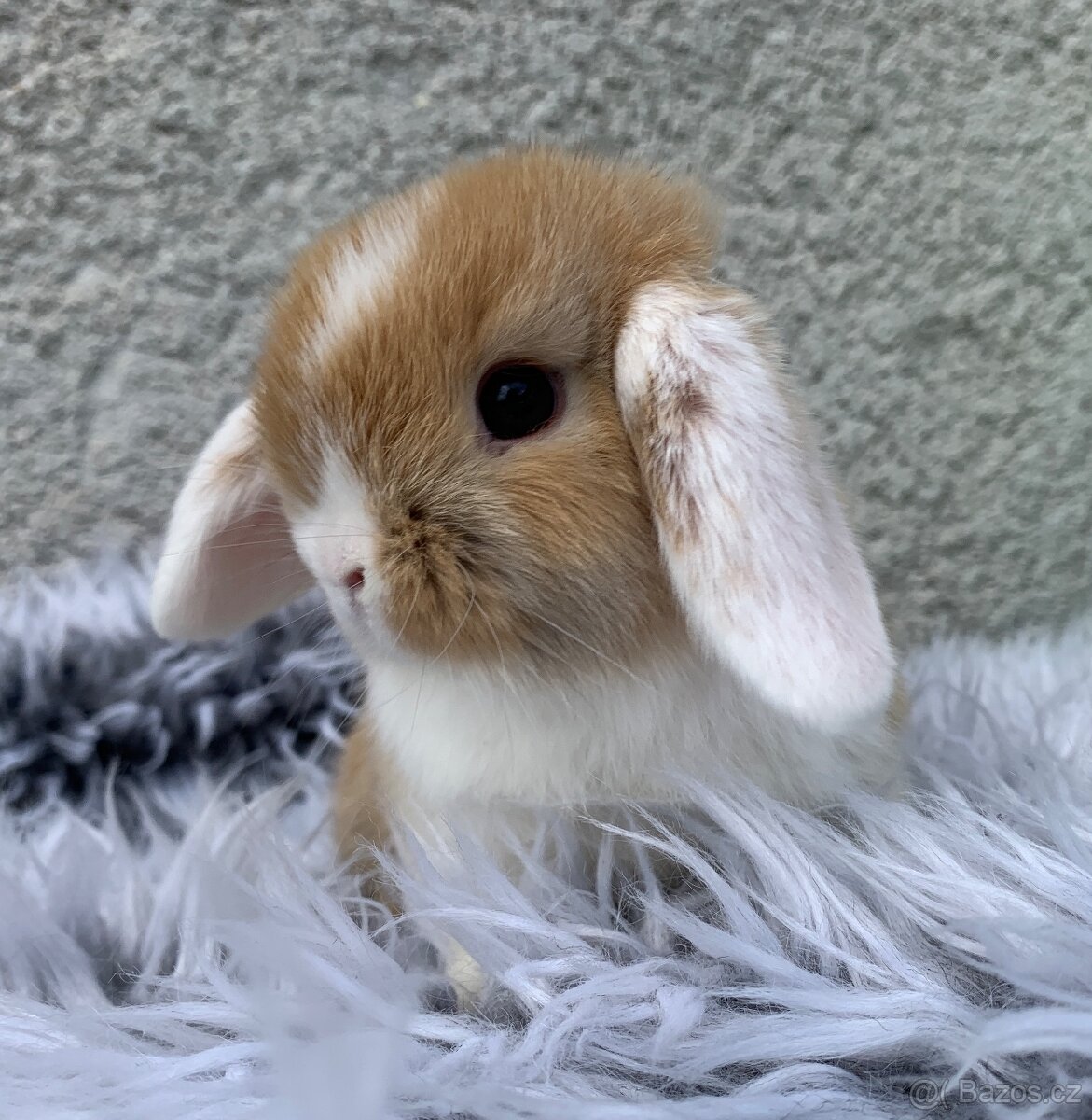 ❤️⭐️nádherná miminka Minilop Kralicek Beránek