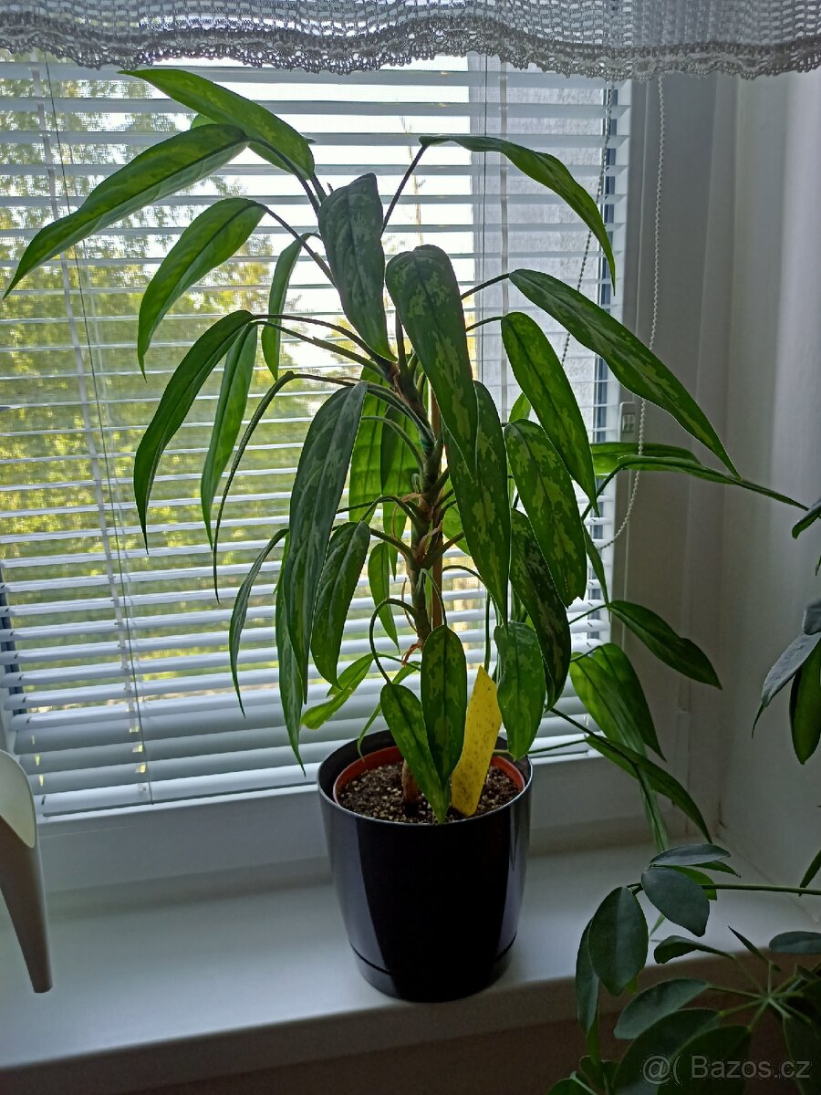 Aglaonema