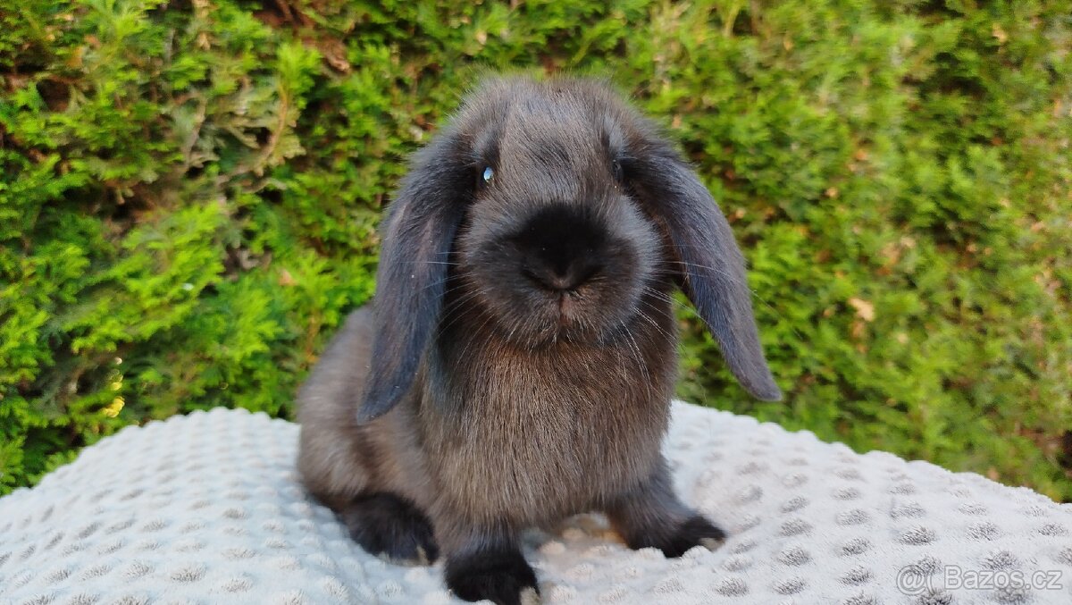 Zakrslý beránek, králíček, králík - PEGAS