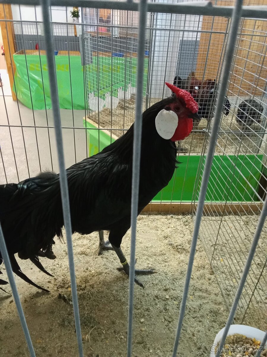 Hamburčanka velká černá-kohouti