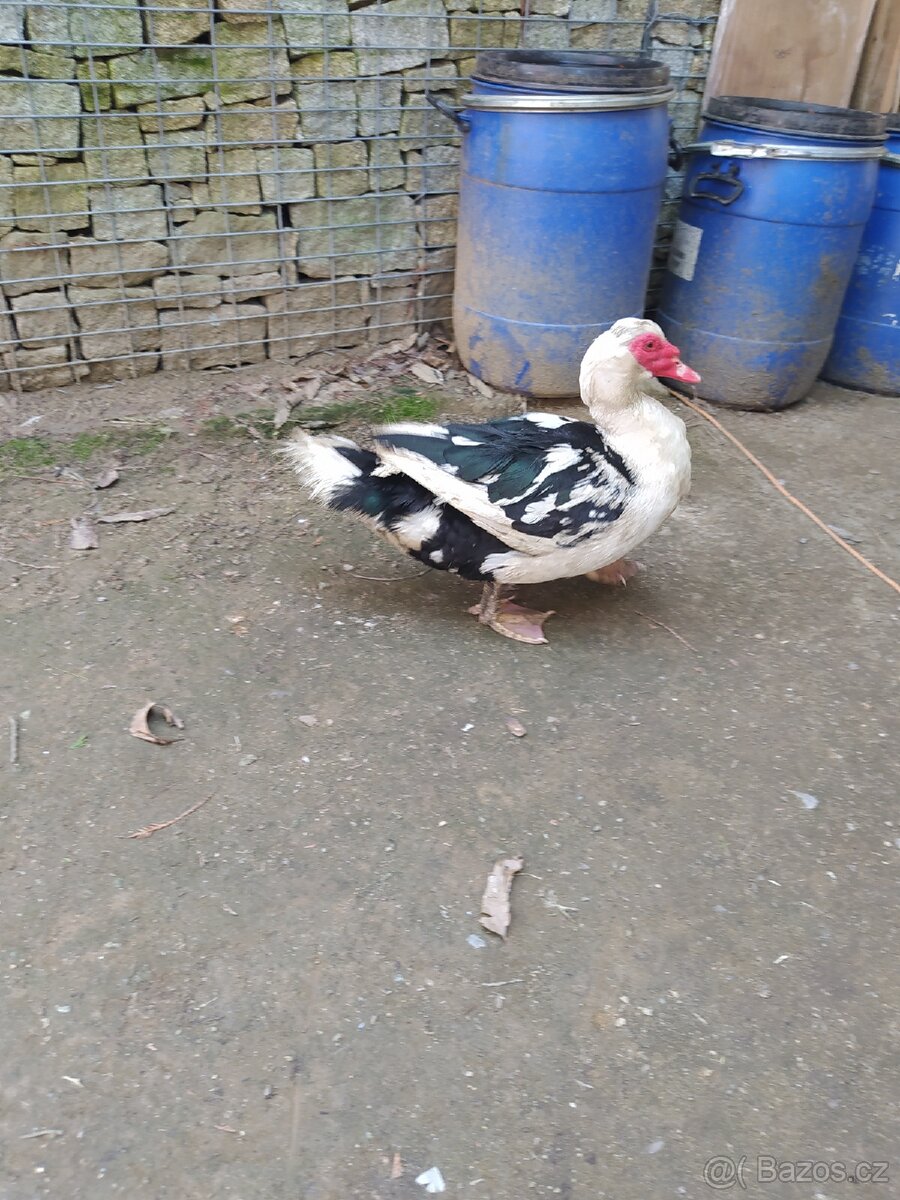Kachna, Kačer, vejce na násadku