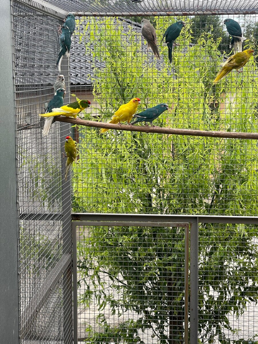 Kakariki