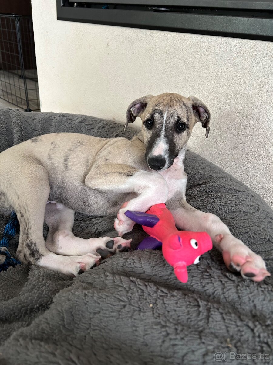 Whippet / Vipet štěně s PP