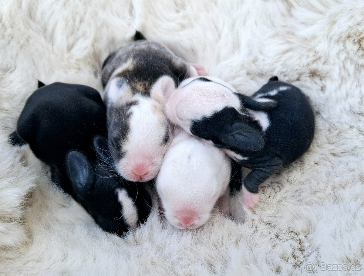 Mini lop miminka