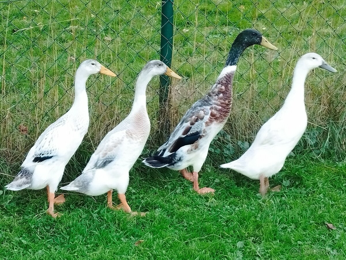 Indický běžec