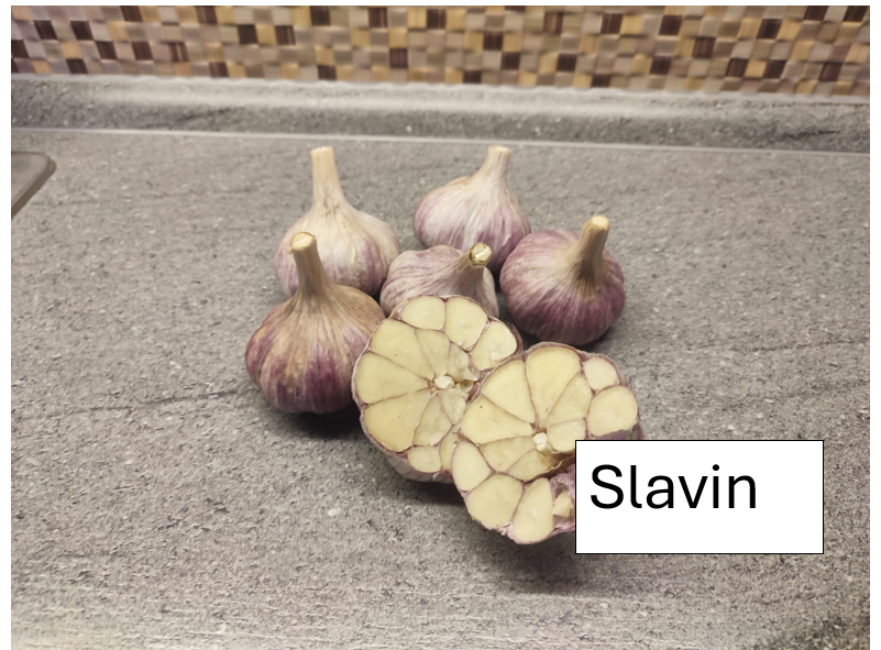 Prodej česneku odrůdy Karel IV a Slavin
