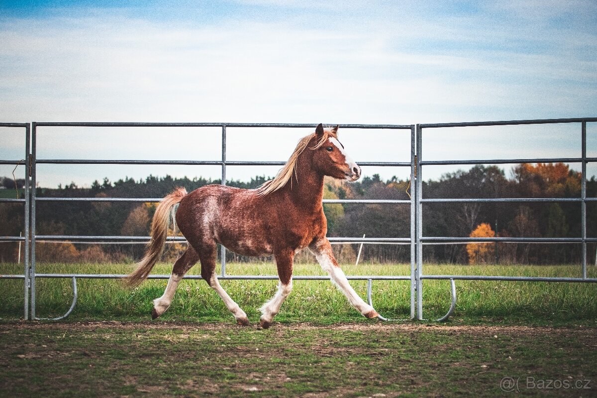 WMP Welsh Mountain Pony