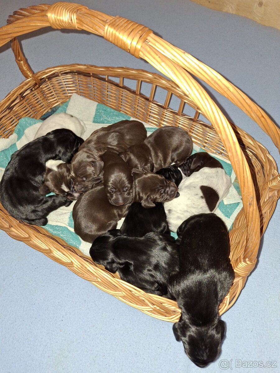 Německý krátkosrstý ohař