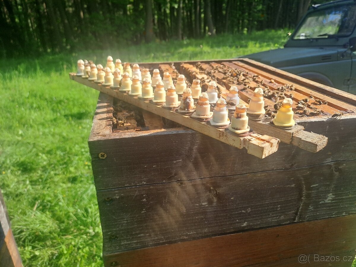 včelí oddělky,oddělek