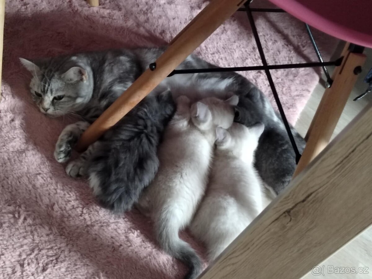 Britská koťata k odběru po rodičích s PP + výbava