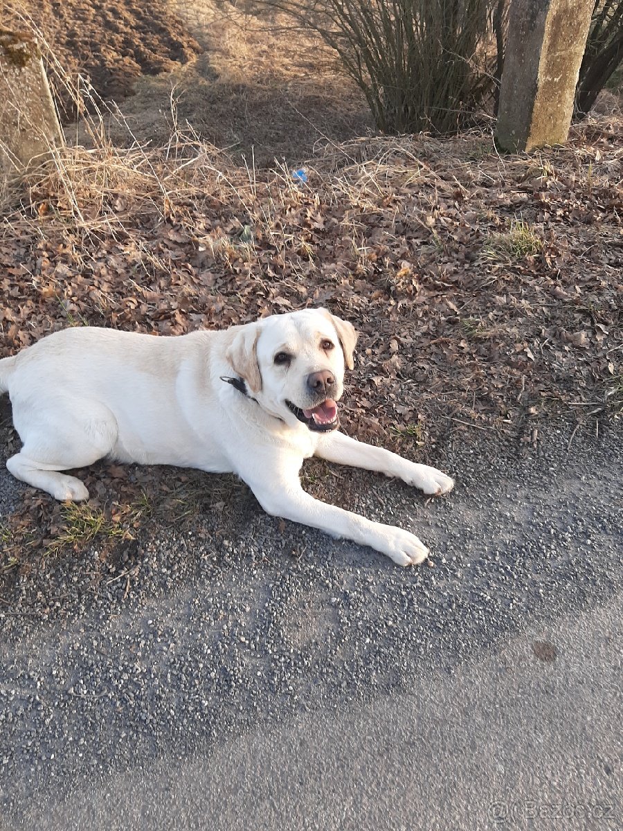 Nabídka krytí labradorský retriever