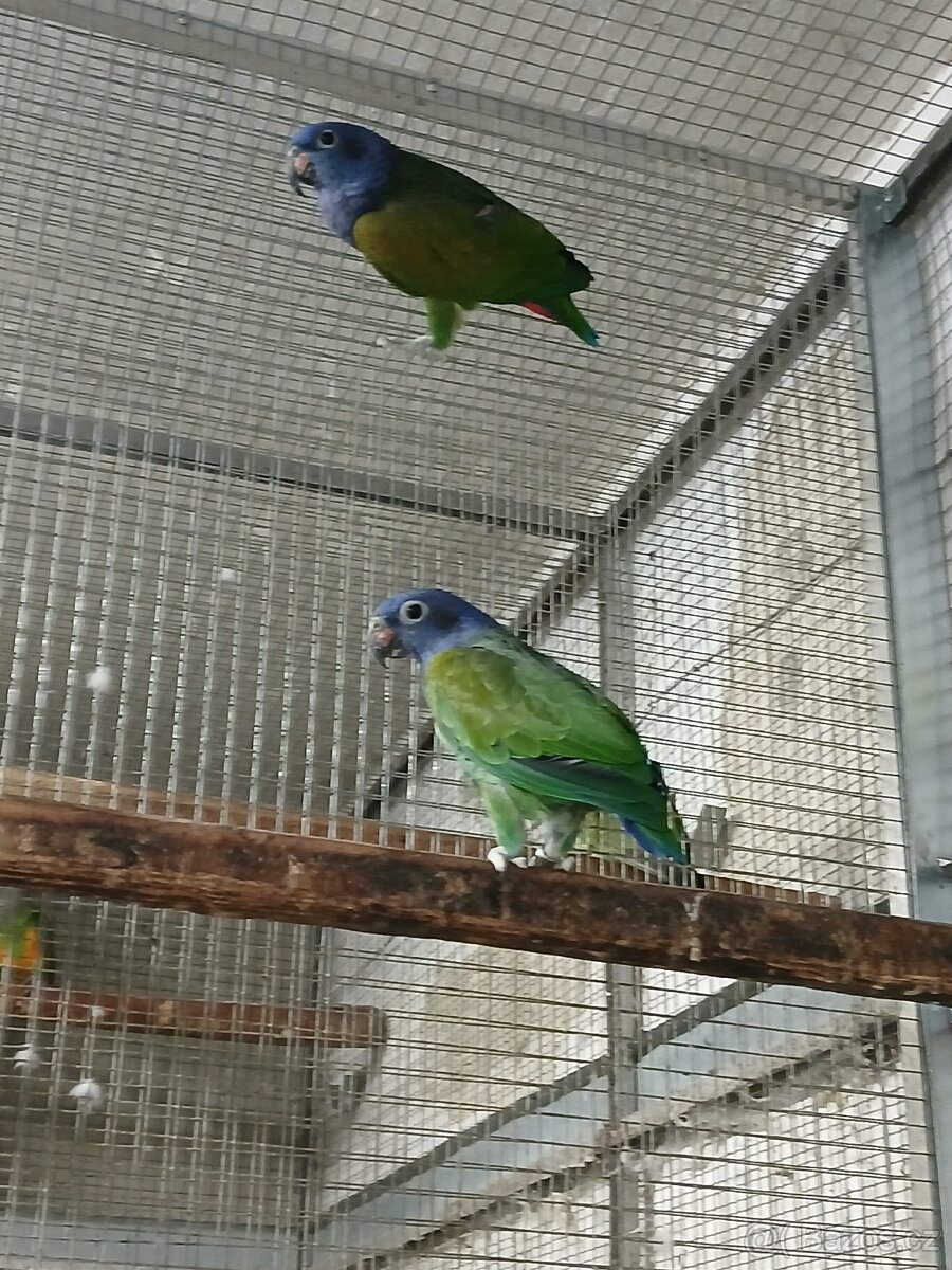 Amazonek modrohlavy