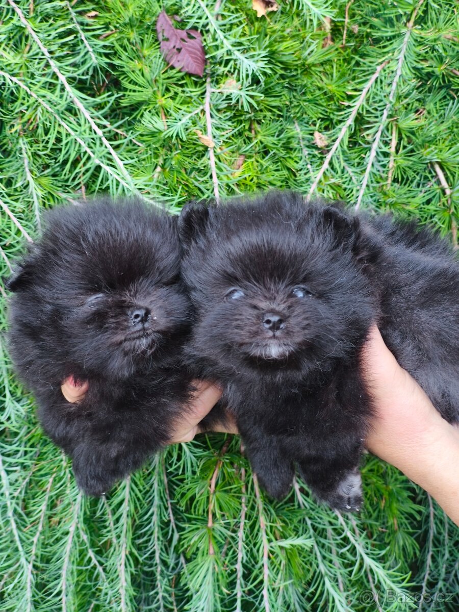 Pomeranian s pp