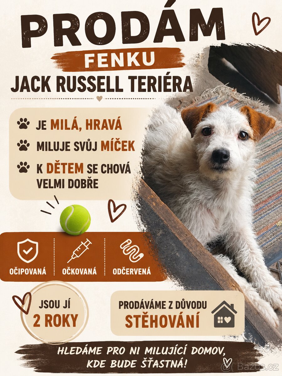 Prodám fenku Jack Russell teriér
