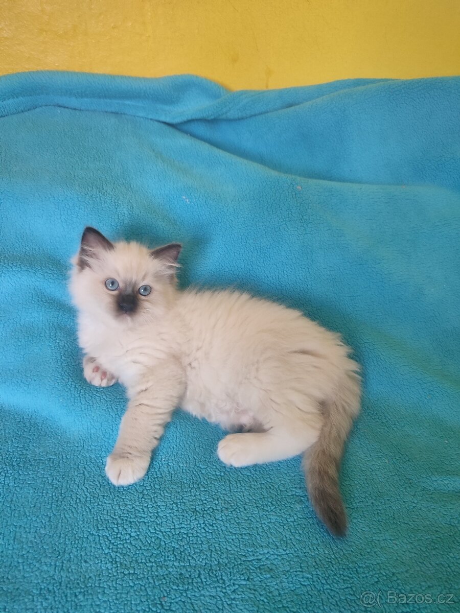 Ragdoll koťátko bez PP
