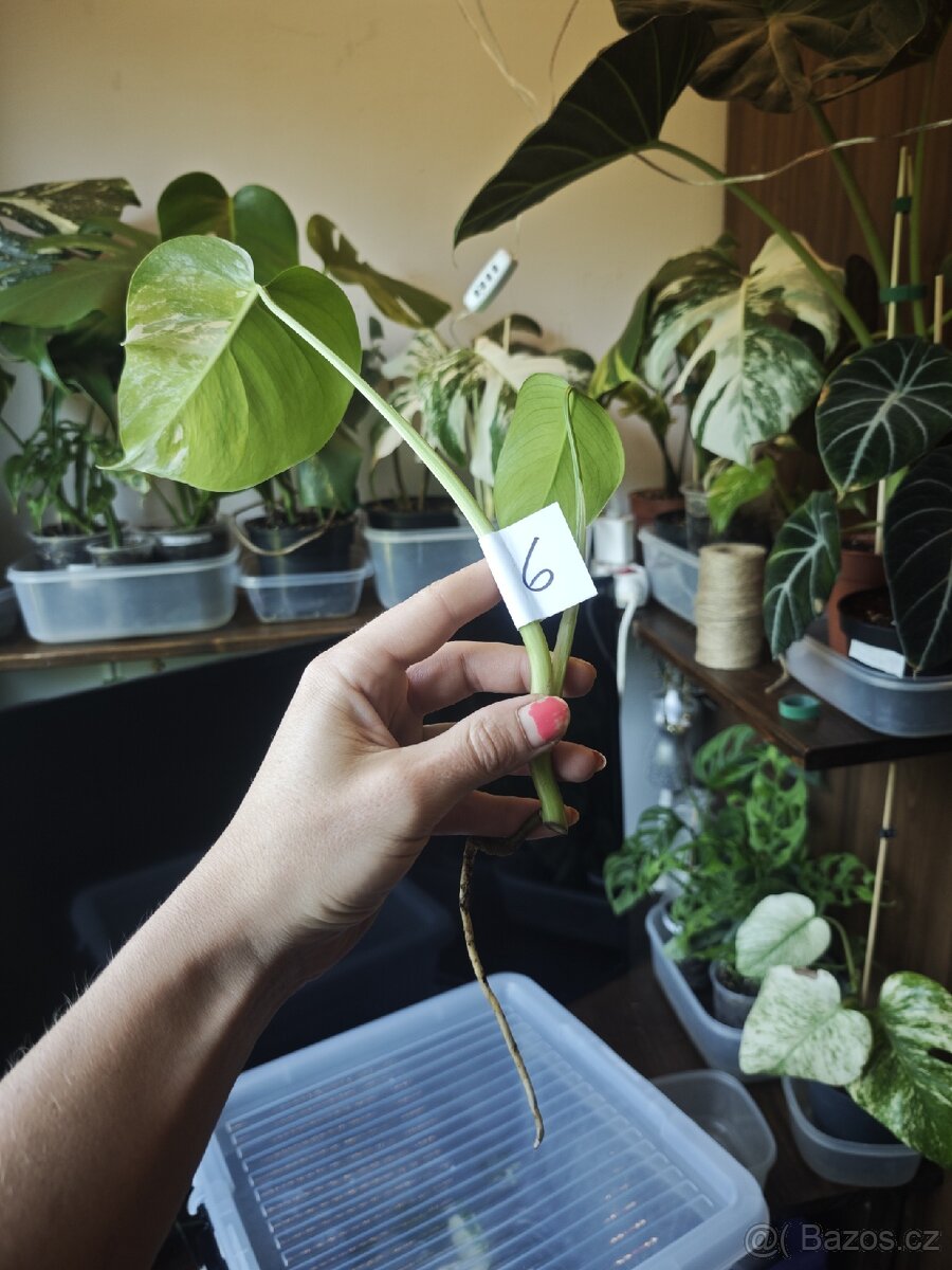 Monstera alba č.6