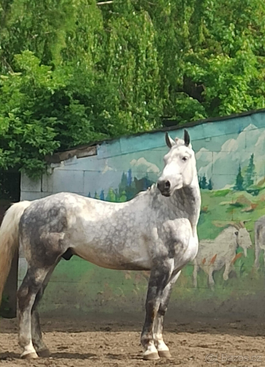 PRODÁM, NEBO PRONAJMU