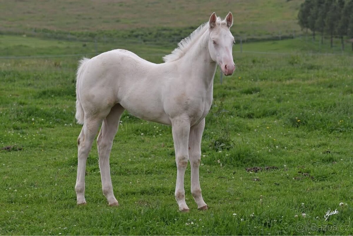 Letošní kobylka APHA cremello overo