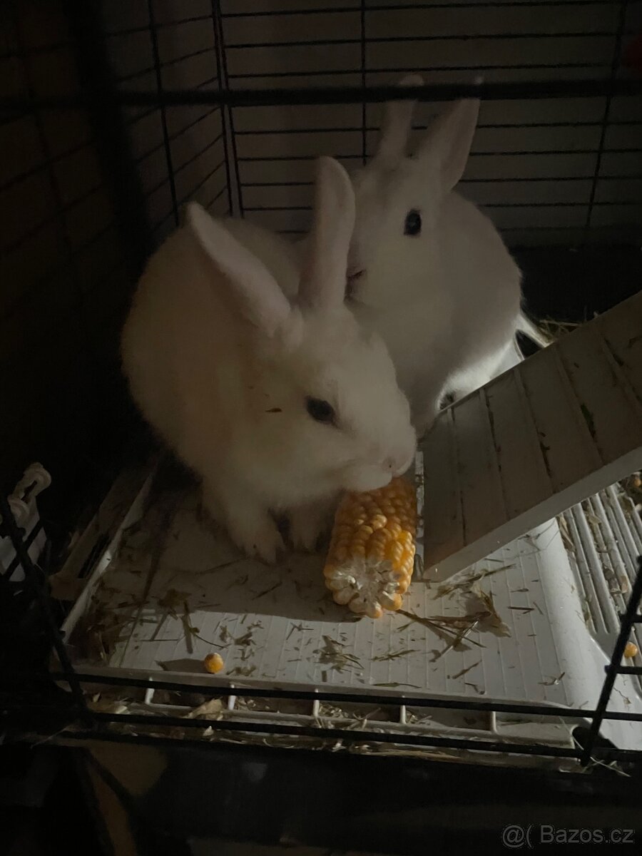Králíčci