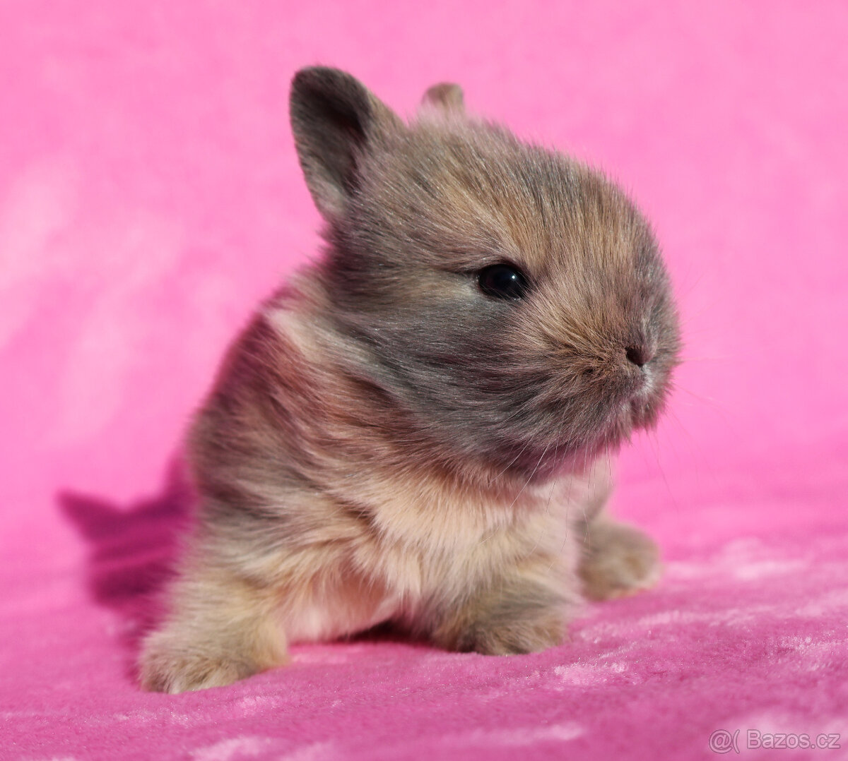 Zakrslý krátkouchý králíček lví samička .