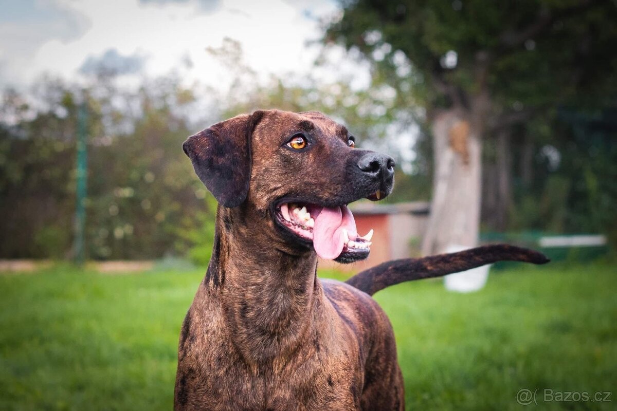 Louisianský leopardí pes s PP