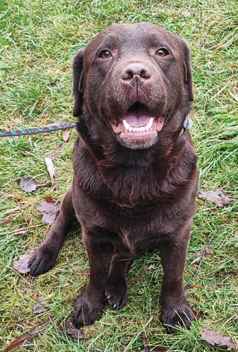 Labrador s PP-čokoládový chovný kluk