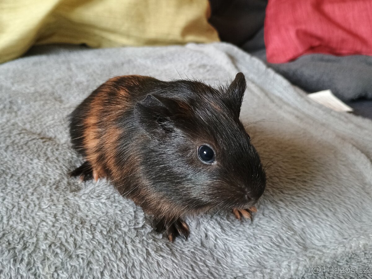 Morče sameček Vizovice