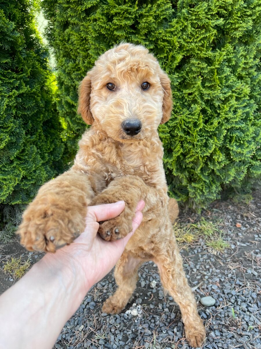 Goldendoodle / Maltipoo / Cavapoo / Pudel