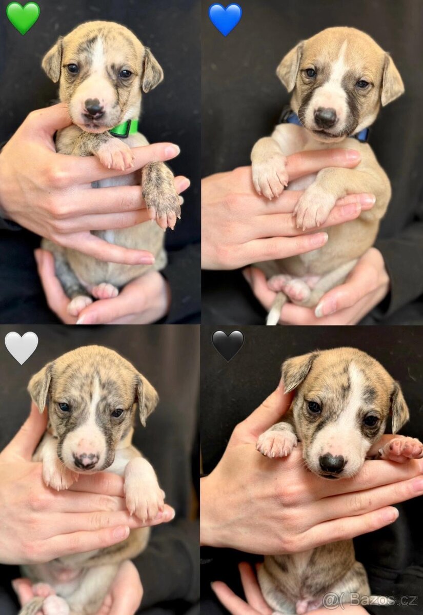 Whippet/vipet štěňata k rezervaci s PP