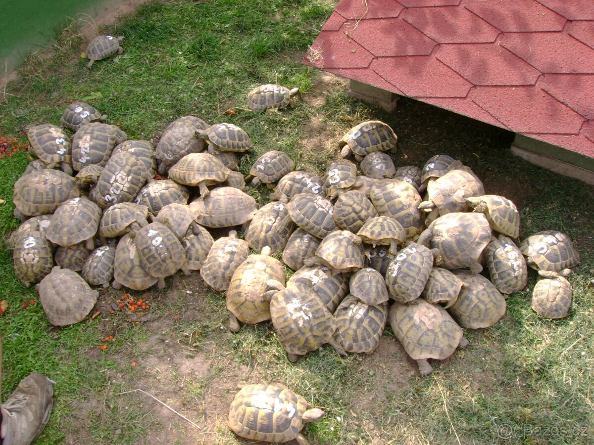 Malé suchozemské želvy + vybavená terária