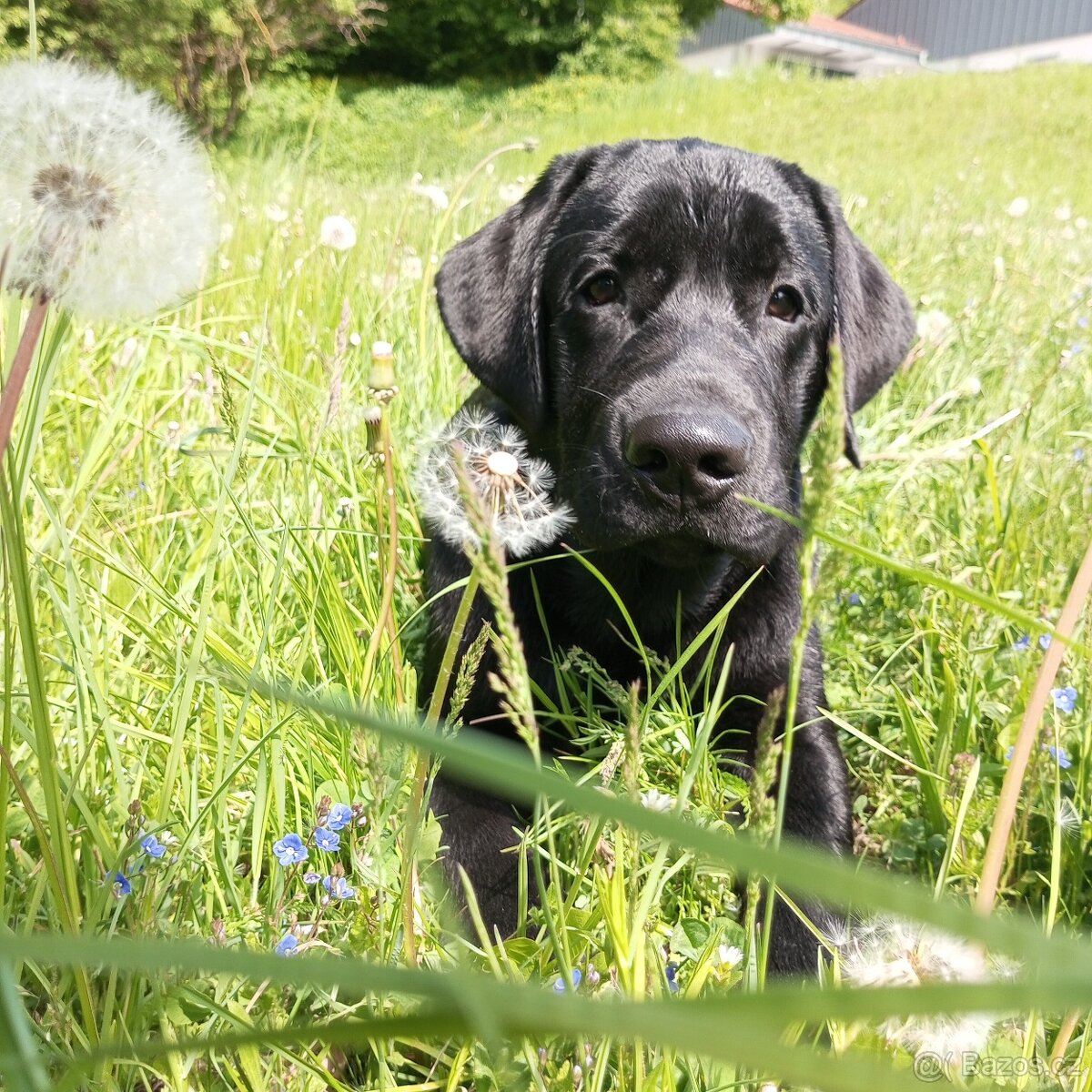 Labrador