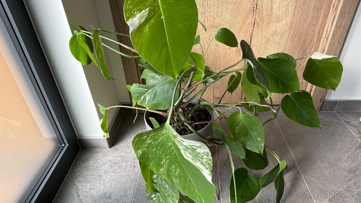 Monstera variegata