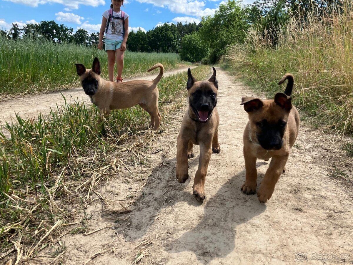 Belgický ovčák Malinois — Štěňata na PRODEJ