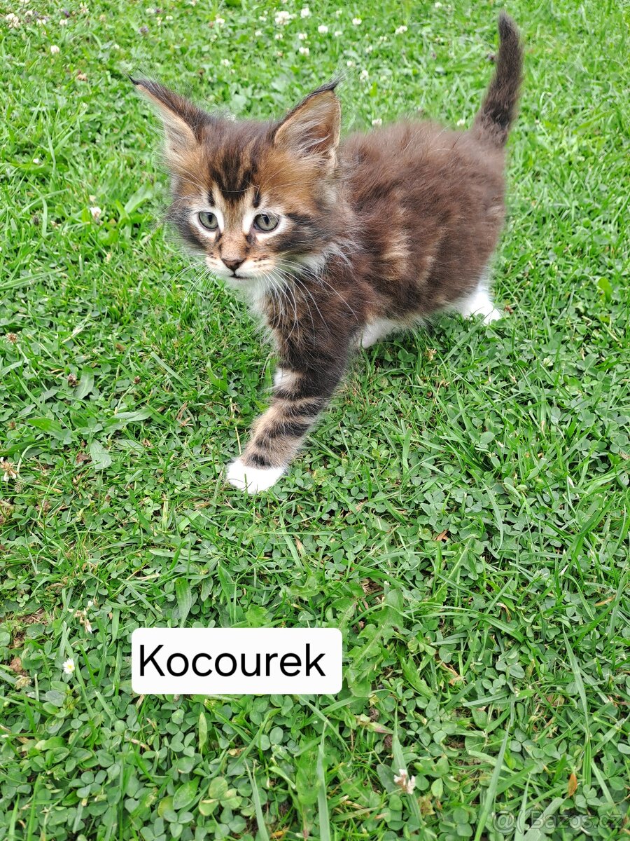 Mainská mývalí