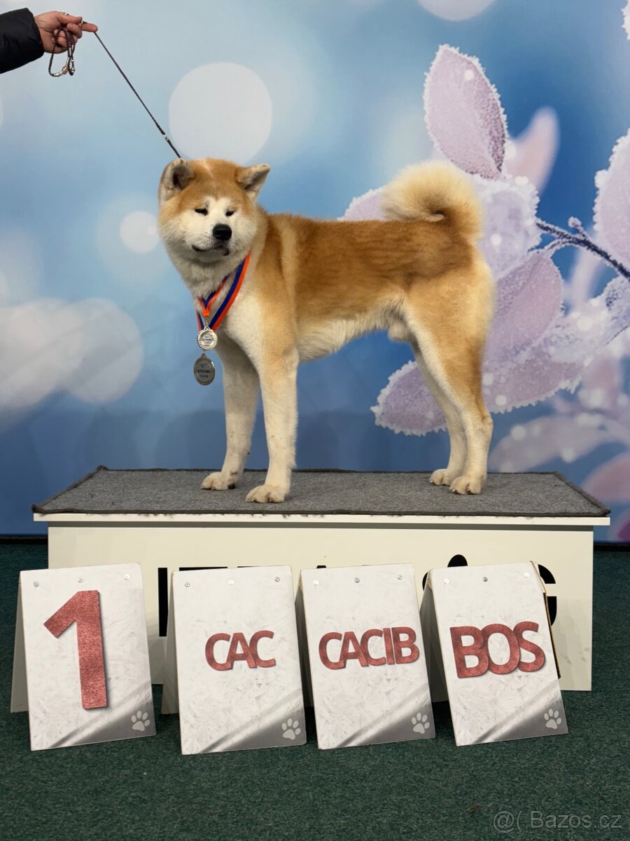 Pes ke krytí - Akita Inu