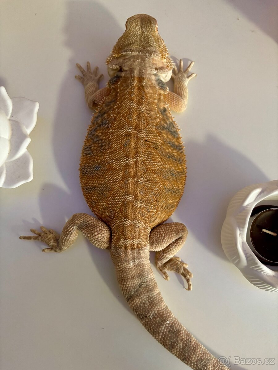 Agama vousatá samice Leatherback